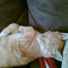 Blanding af racer Felix