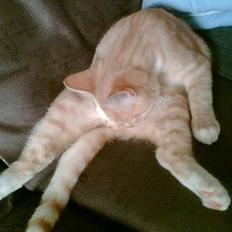 Blanding af racer Felix