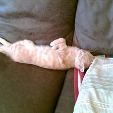 Blanding af racer Felix