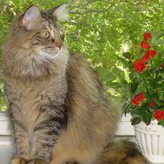 Norsk Skovkat La Forêt's Zulaima