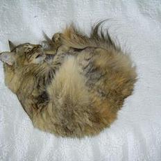 Norsk Skovkat La Forêt's Zulaima