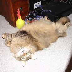 Norsk Skovkat La Forêt's Zulaima