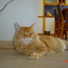 Maine Coon Fjembeboens Alf