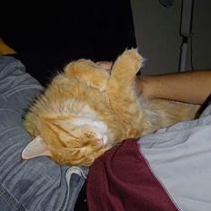 Maine Coon Fjembeboens Alf