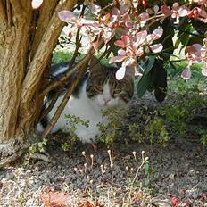 Blanding af racer Misser