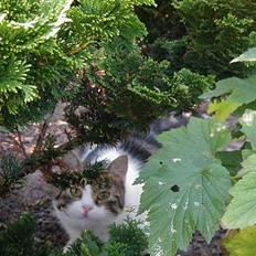 Blanding af racer Misser