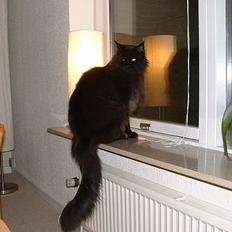 Maine Coon Dark Knight