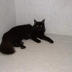 Maine Coon Dark Knight