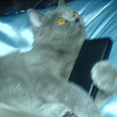 British Shorthair Felix 