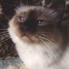 Hellig Birma Bamse-fod