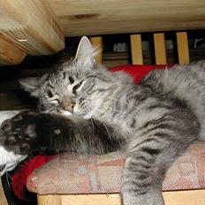 Blanding af racer Felix