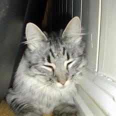 Blanding af racer Felix