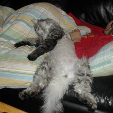 Blanding af racer Felix