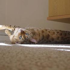 Bengal Toulouse*GIP*