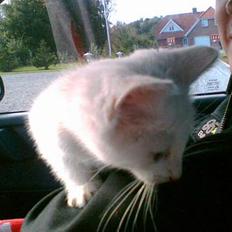 Blanding af racer Cleo