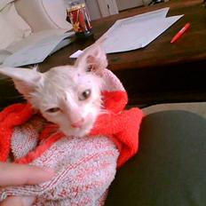 Blanding af racer Cleo