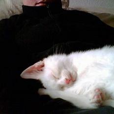 Blanding af racer Cleo