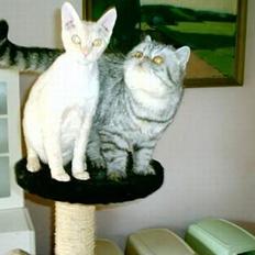 Exotic Ida (Ida er ikke mere)