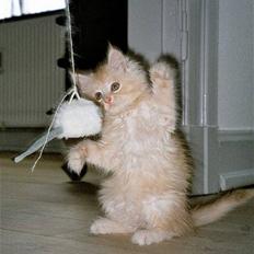 Blanding af racer Bom