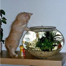 Blanding af racer Bom