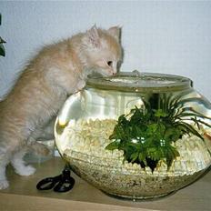 Blanding af racer Bom