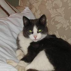 Huskat Gråmisser Død R.I.P.