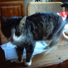 Blanding af racer ~missemor~