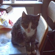 Blanding af racer ~missemor~