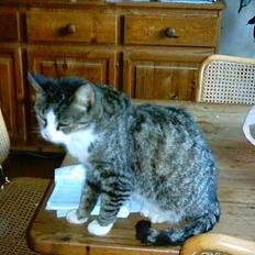 Blanding af racer ~missemor~