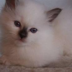 Hellig Birma Europa - (død 13/3-06)