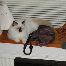 Hellig Birma Europa - (død 13/3-06)