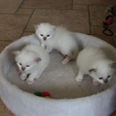 Hellig Birma Europa - (død 13/3-06)