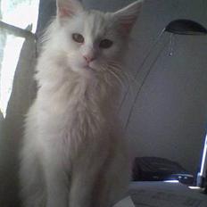 Maine Coon Kafra´s White Elista 
