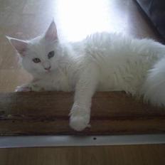 Maine Coon Kafra´s White Elista 