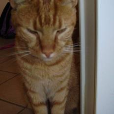 Blanding af racer Oliver