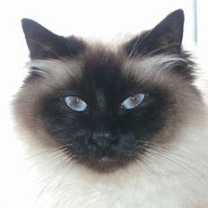 Hellig Birma Basse .