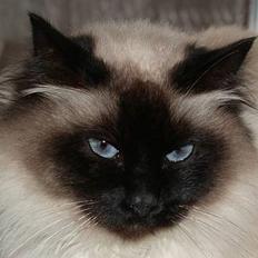 Hellig Birma Basse .