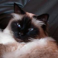 Hellig Birma Basse .