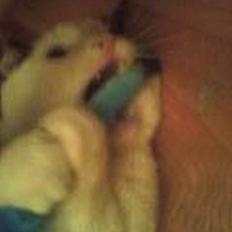 Blanding af racer Jonas