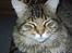 Maine Coon Valde