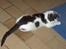 Huskat Plet