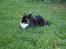 Blanding af racer FELINA