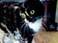 Blanding af racer FELINA
