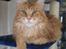 Maine Coon Gugger´s Pascha *Savnes* - Pascha 2 år 