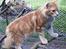 Maine Coon Gugger´s Pascha *Savnes*