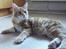 Maine Coon Gugger´s Pascha *Savnes*