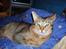 Abyssinier Lyne - Lyne - Close Up :)