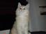 Maine Coon Oliver