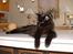 Maine Coon Dark Knight