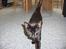 Huskat blackie